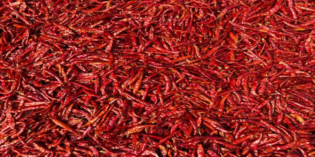 Byadgi Red dry chillis
